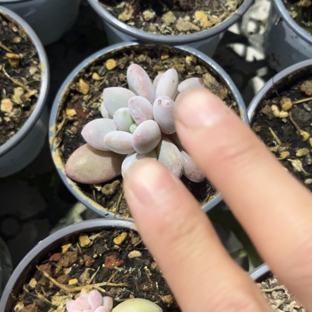 杂交系列美人多肉 双头起发尺寸 4