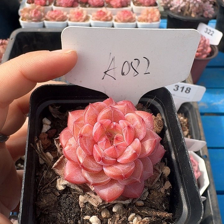 冰糖水晶多肉植物082