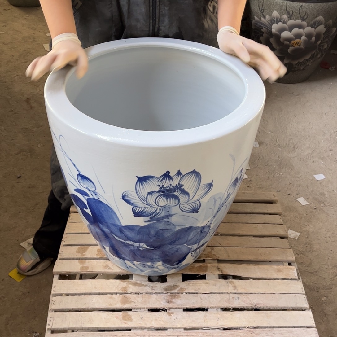 瓷片兰荷花43高度43.8888