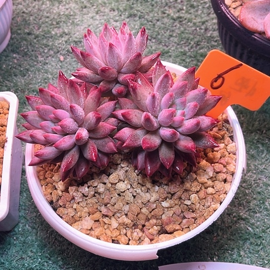 虞美人6号码牌子的话