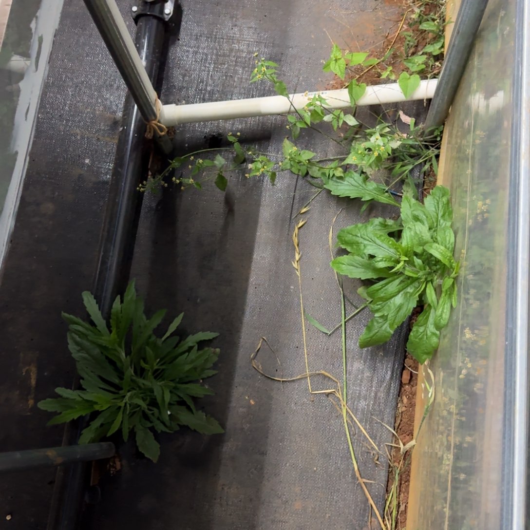 l***n多肉植物 一物一拍