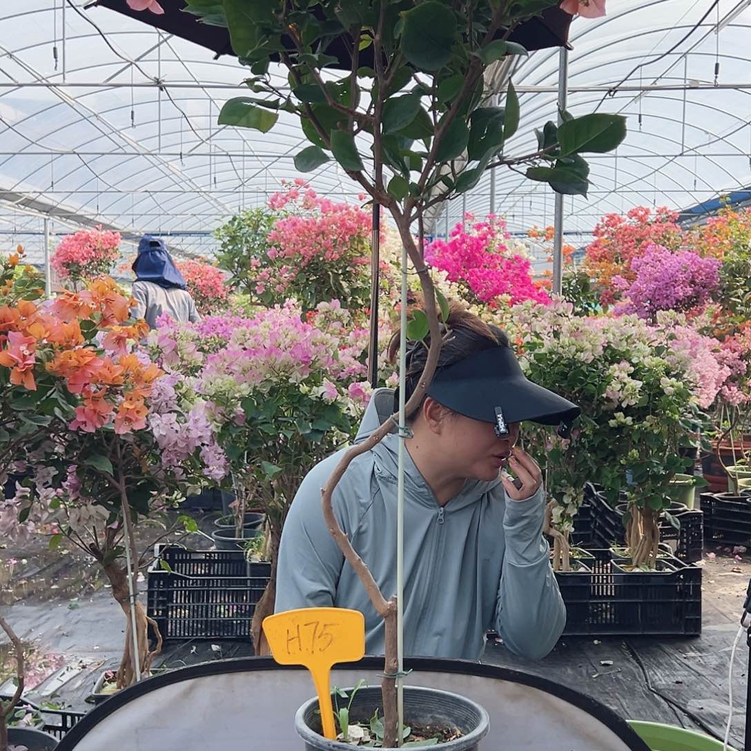 甜***笑大部分花苞少量开放H75