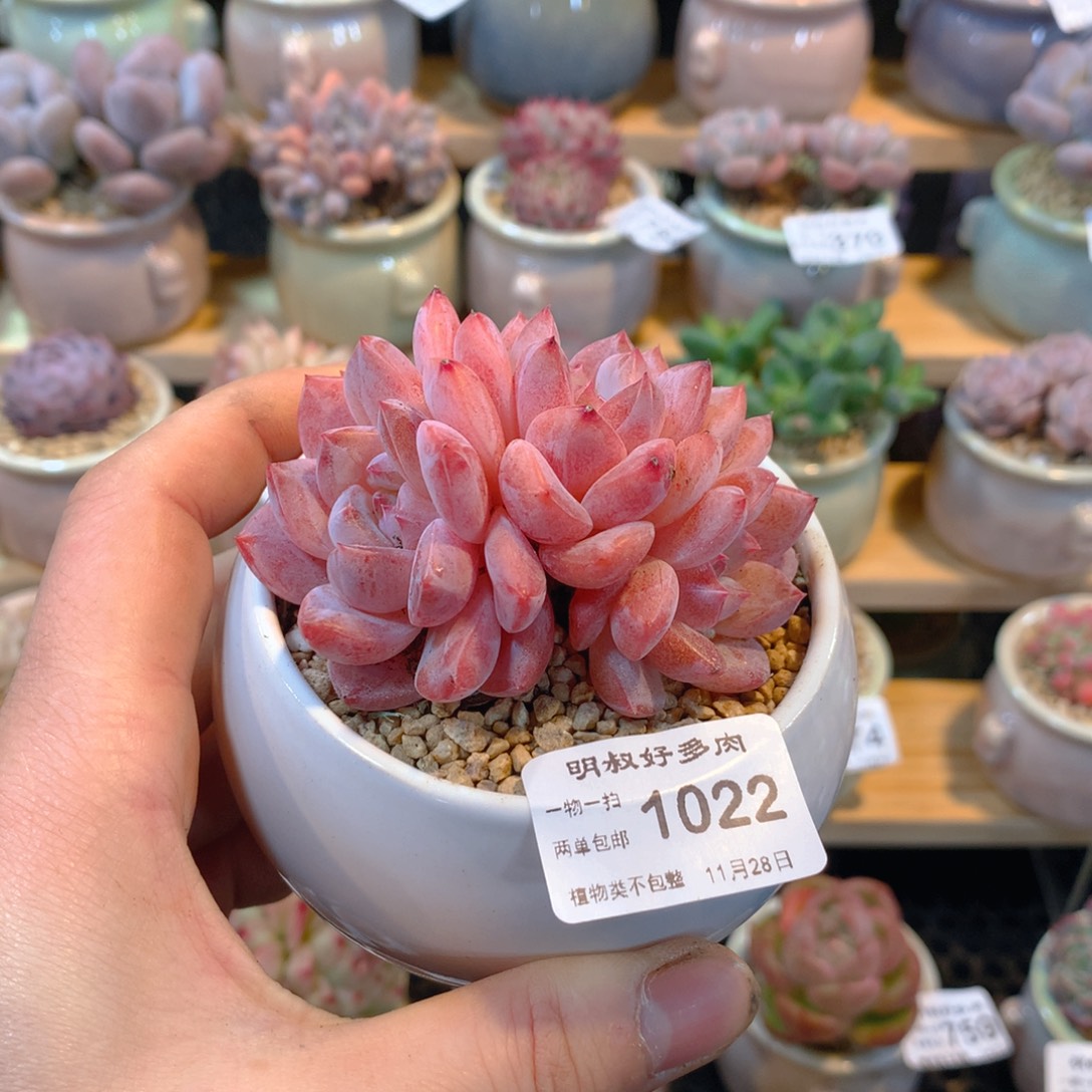 明叔多肉  一物一拍  