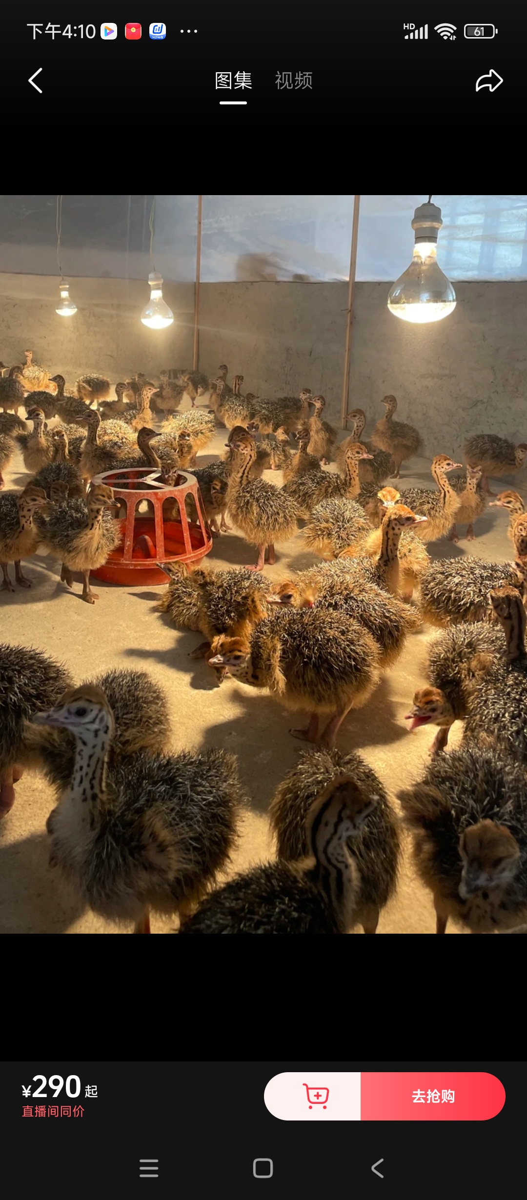 宠物文(鸵)鸟可牵绳可遛弯还能观赏