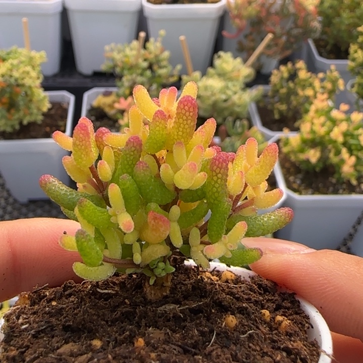 040-假飞机猪植物枝干