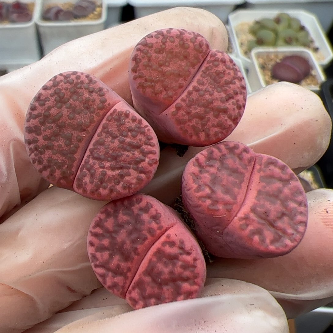 请****尼025号 紫石榴 多肉植物 2个