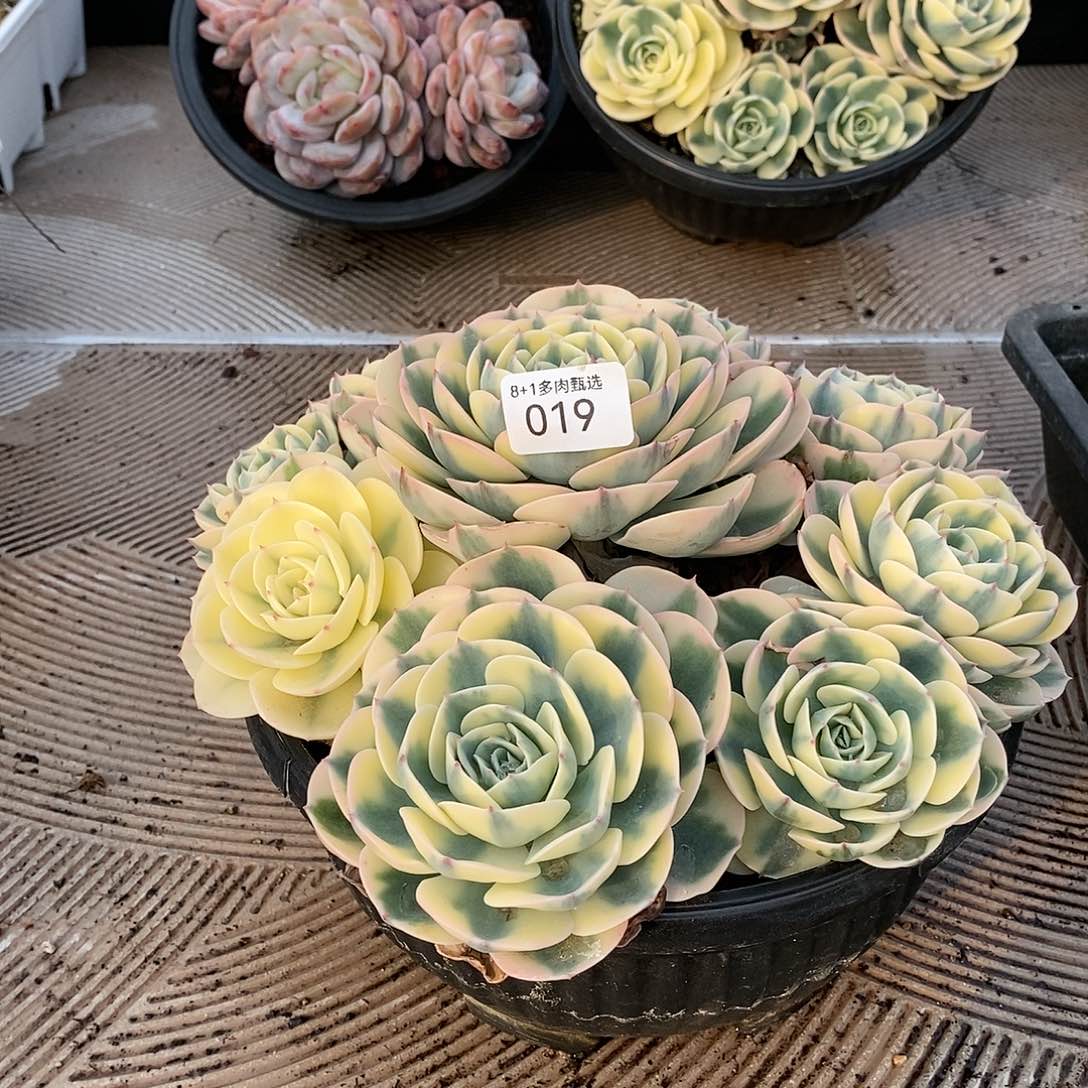 A-19玉碟锦捧花群