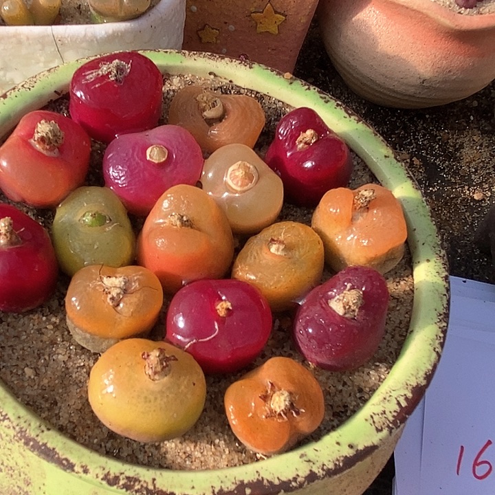 16533七年彩色桃子一盒