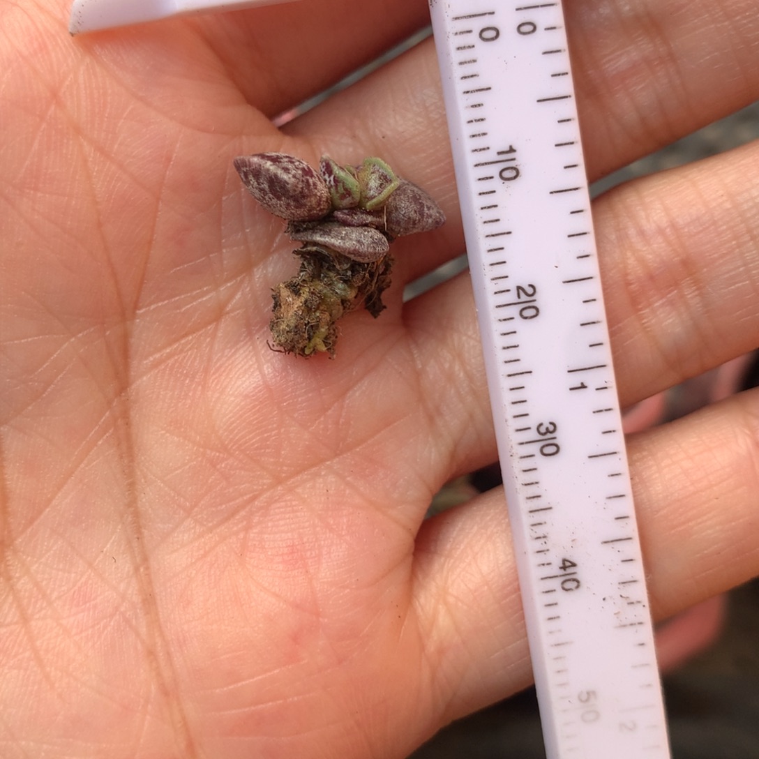 凯蒂猫变异 不凑满28元发一片叶 不售后 到付