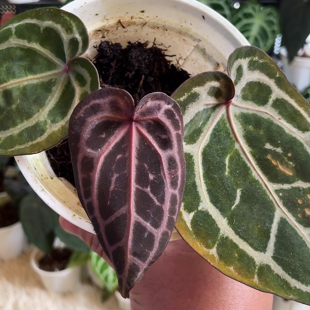 完全开放进口nse红水晶