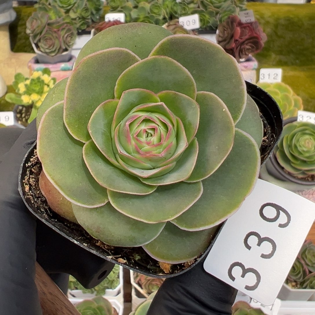 339禧桃6厘米优选