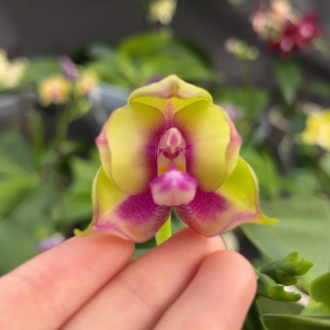 完全开放2.5寸弥陀王子彩虹开花株
