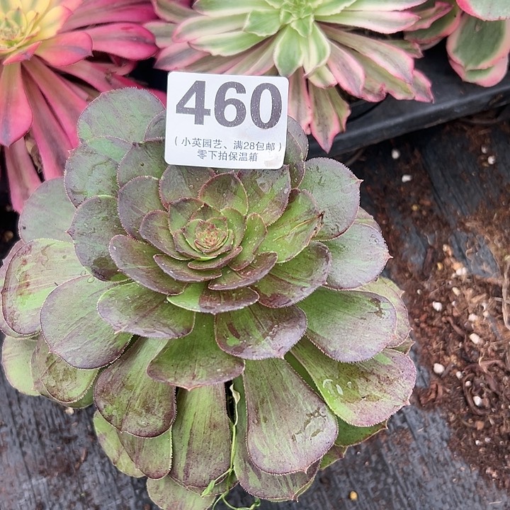 460多肉植物花月夜