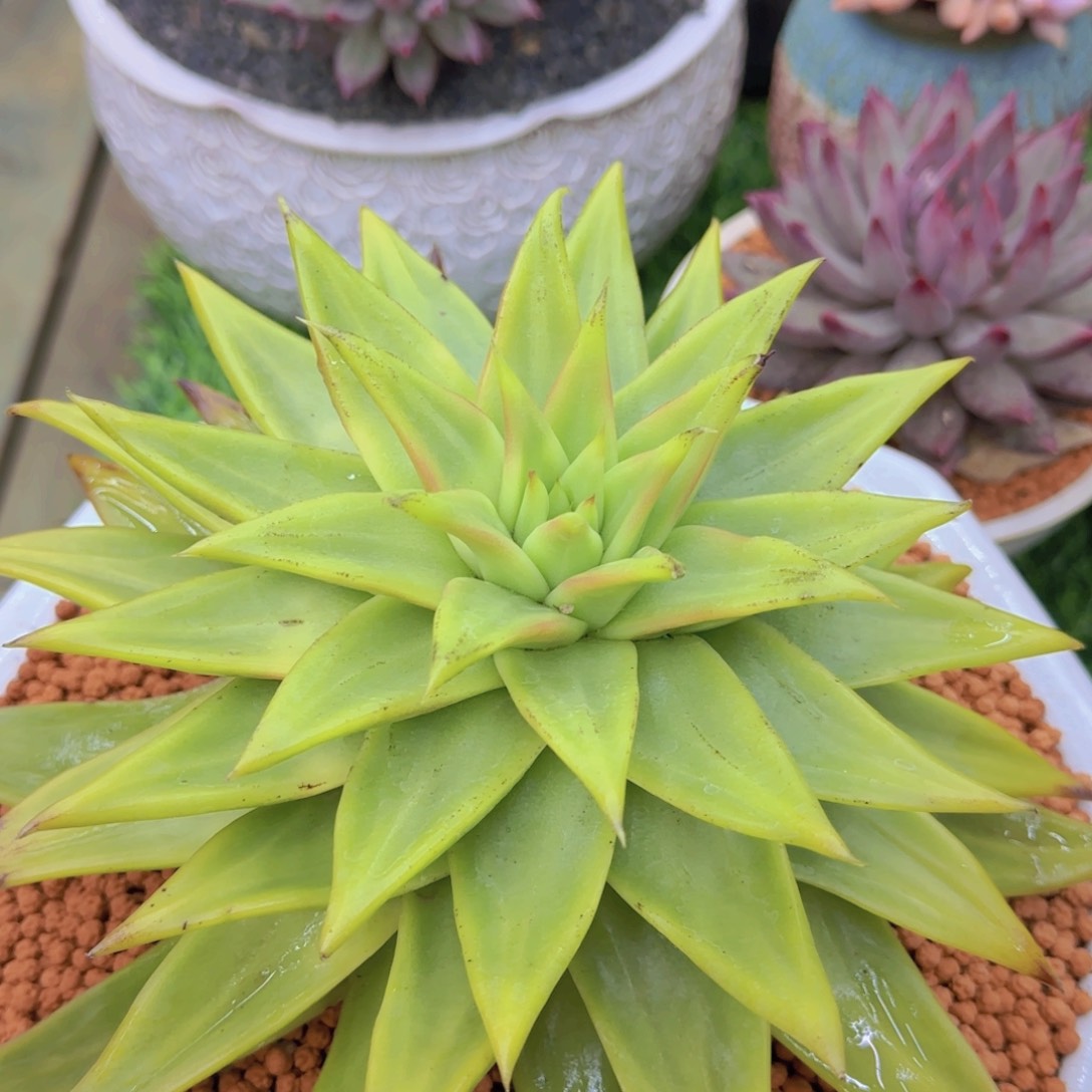 不****?多肉植物多肉植物