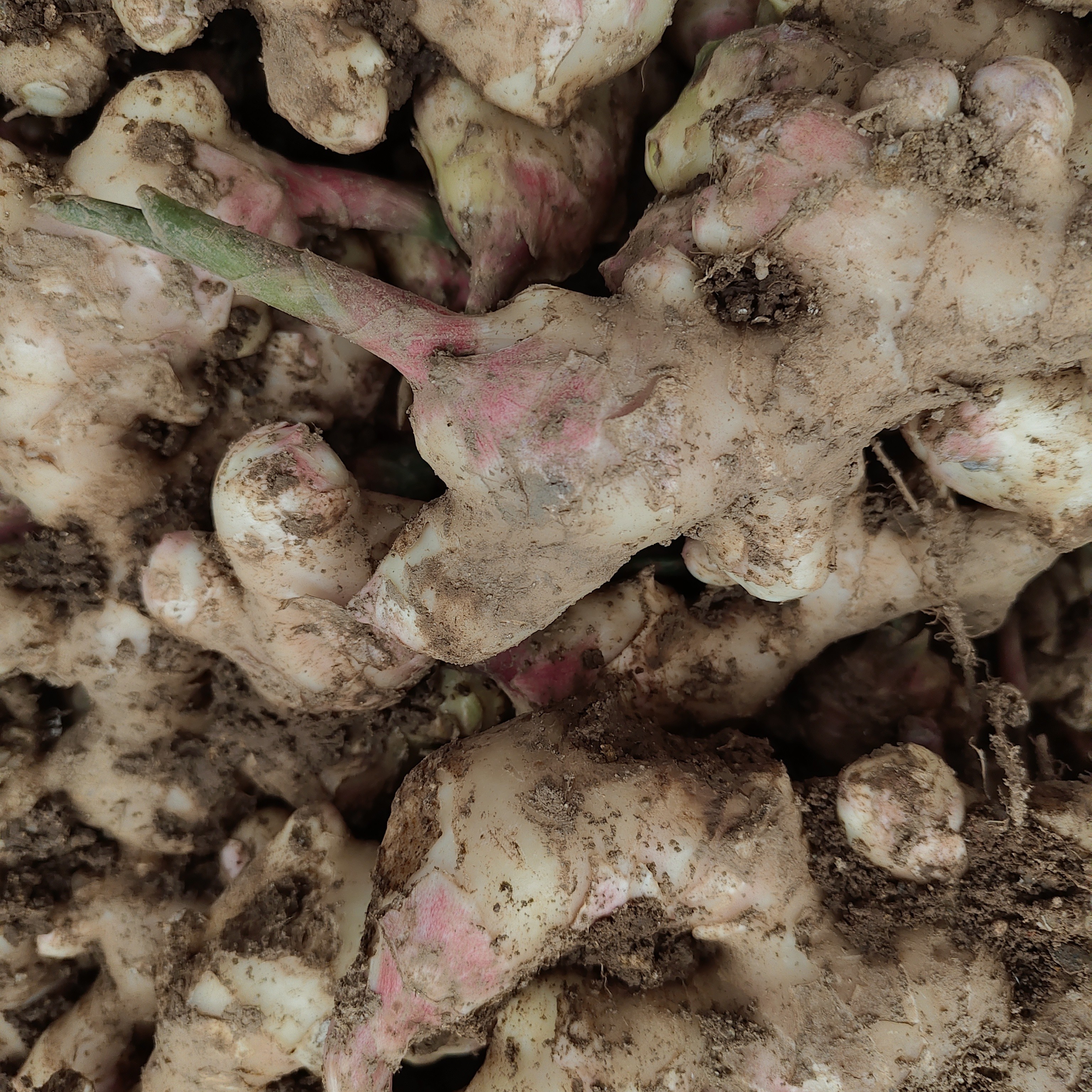 云南农家【嫩黄姜】阿才甄选