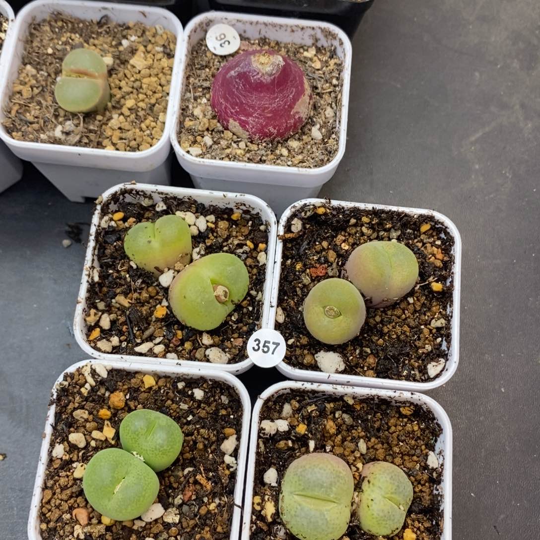 浩**浩专拍多肉福利357