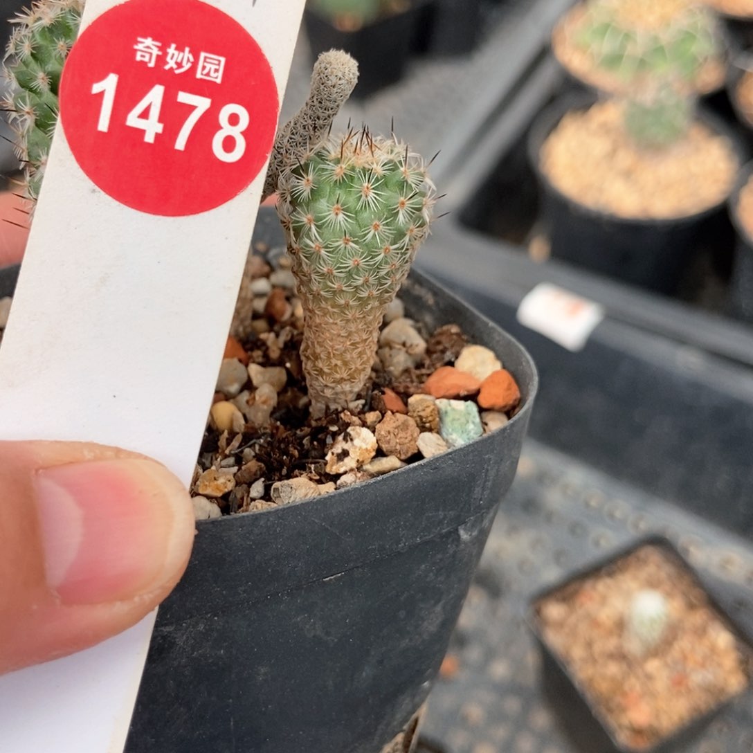 实生赤花美针玉1.6cm