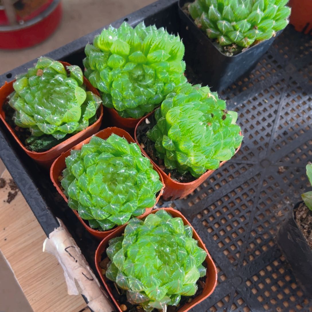 翠云玉露多肉多肉一颗