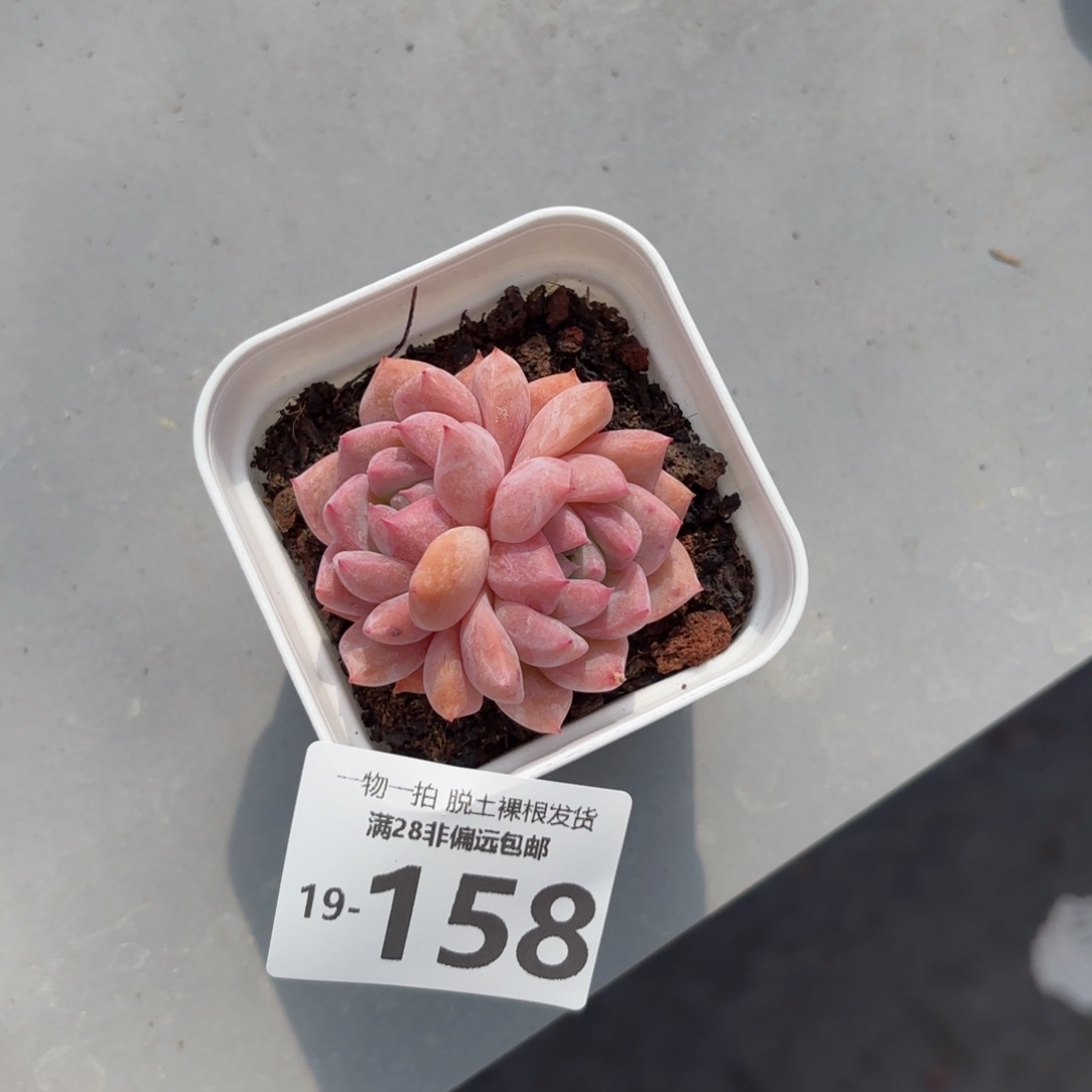 霜花双头多肉多肉