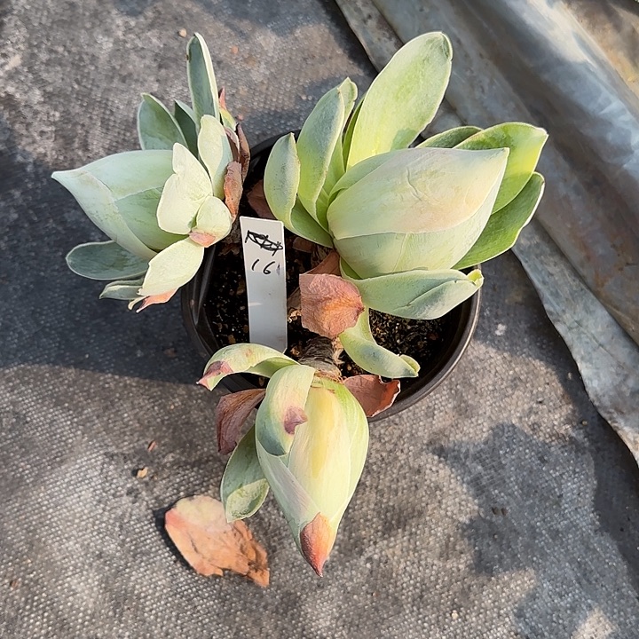 山地玫瑰一物一拍，脱土发，161号，不包断侧芽