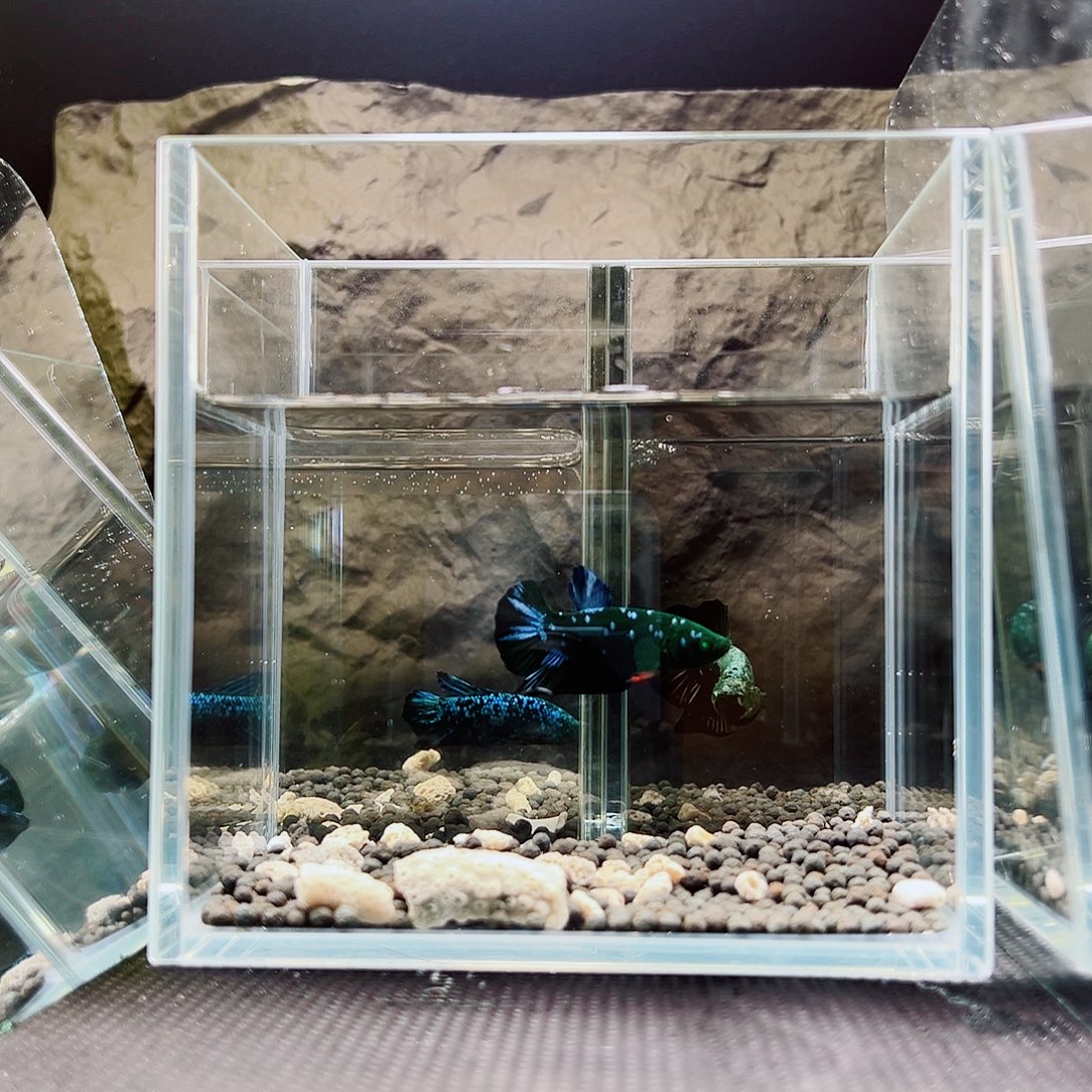 斗鱼精品精品精品精品精品