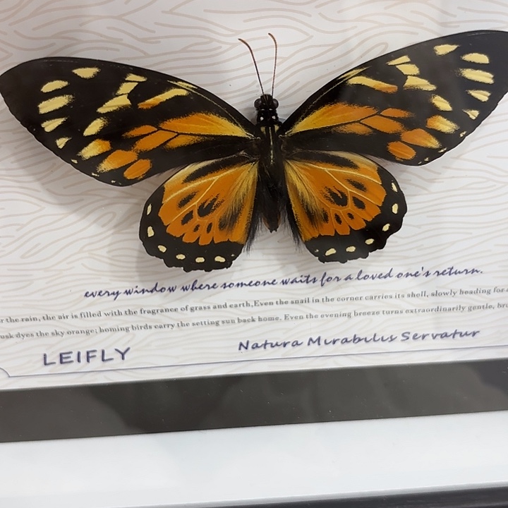 —***—蝴蝶标本定制251@