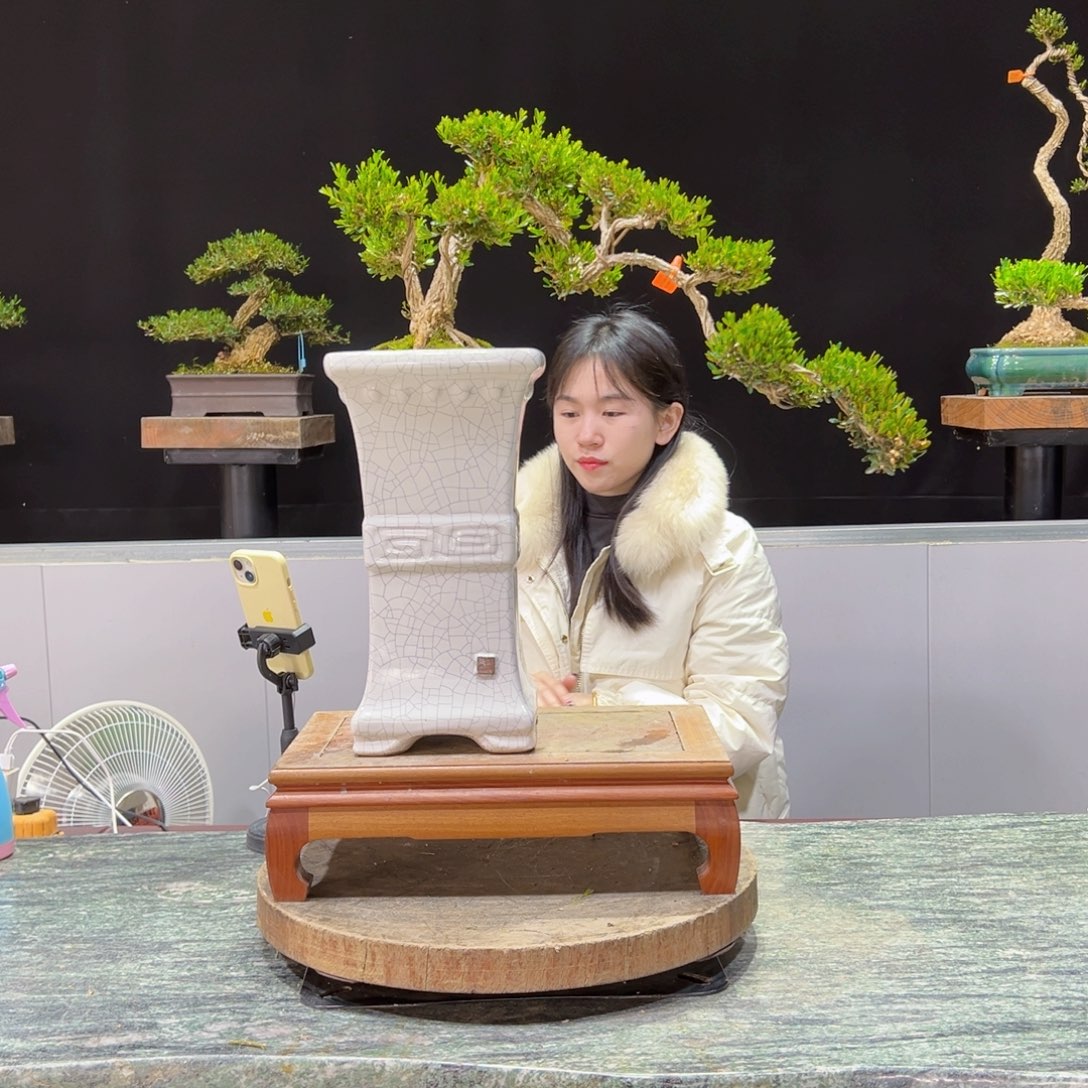 绿植黄杨盆景盆景