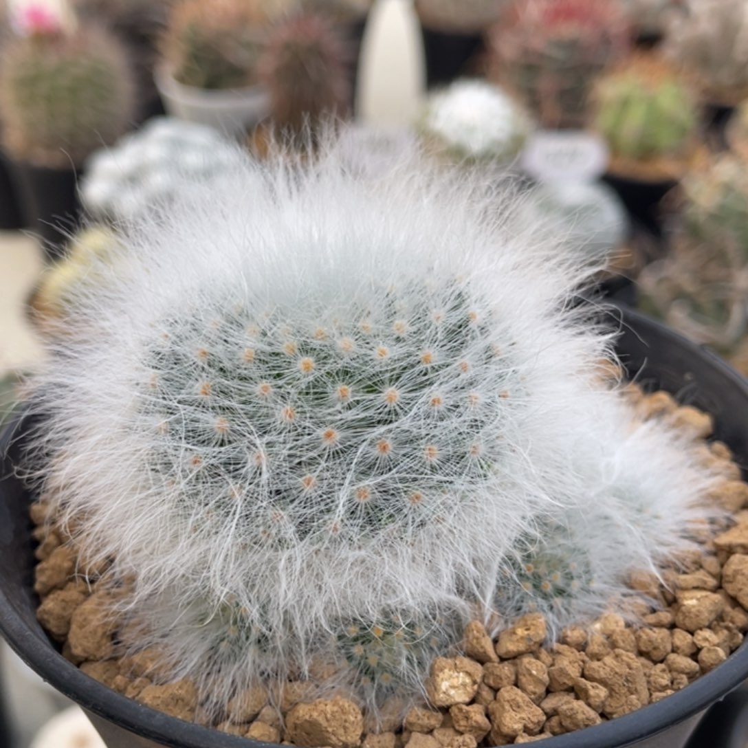 无刺丽光殿       侧芽自根