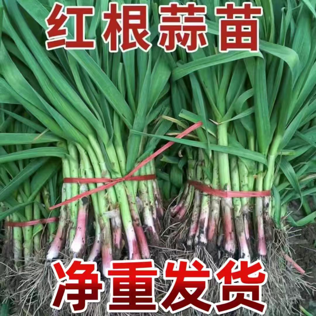 新鲜现扒红根蒜苗蒜香味十足应季蔬菜