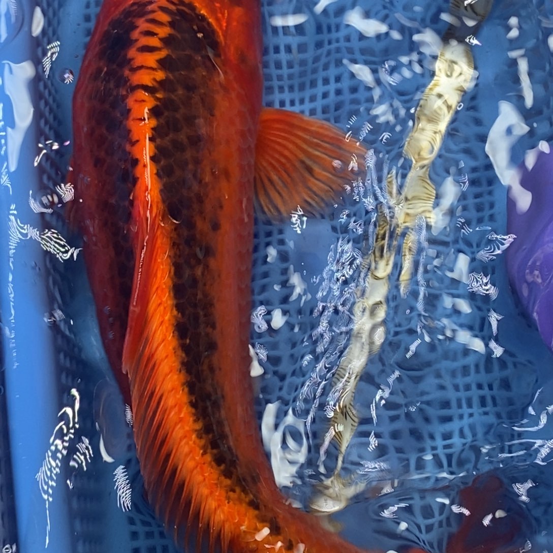 锦鲤冷水锦鲤包邮