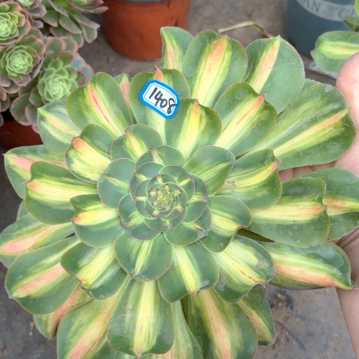 暴君1408法师多肉