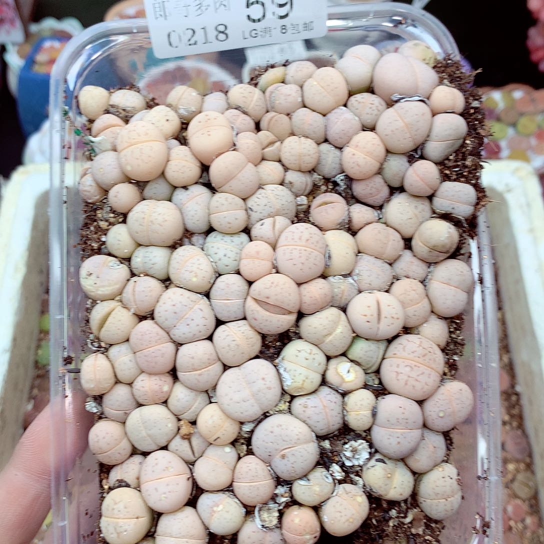 郎哥多肉生石花18-59