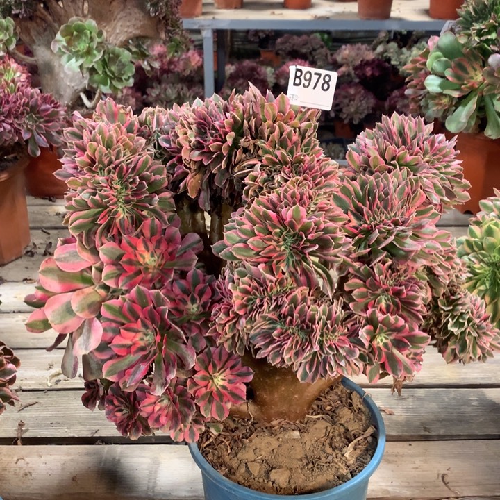 978粉女巫缀多肉法师