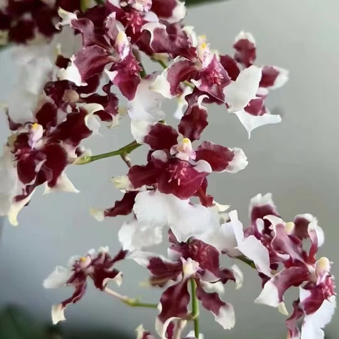 陈植   牛奶巧克力梦香兰 兰花苗绿植盆栽花卉植物室内花