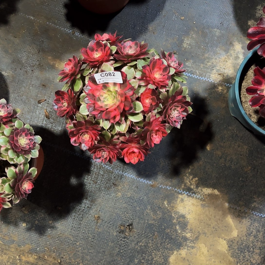 完全开放多肉植物082黑魔锦