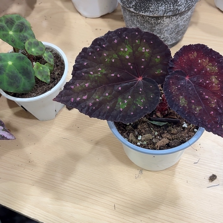 完全开放杂菜秋海棠