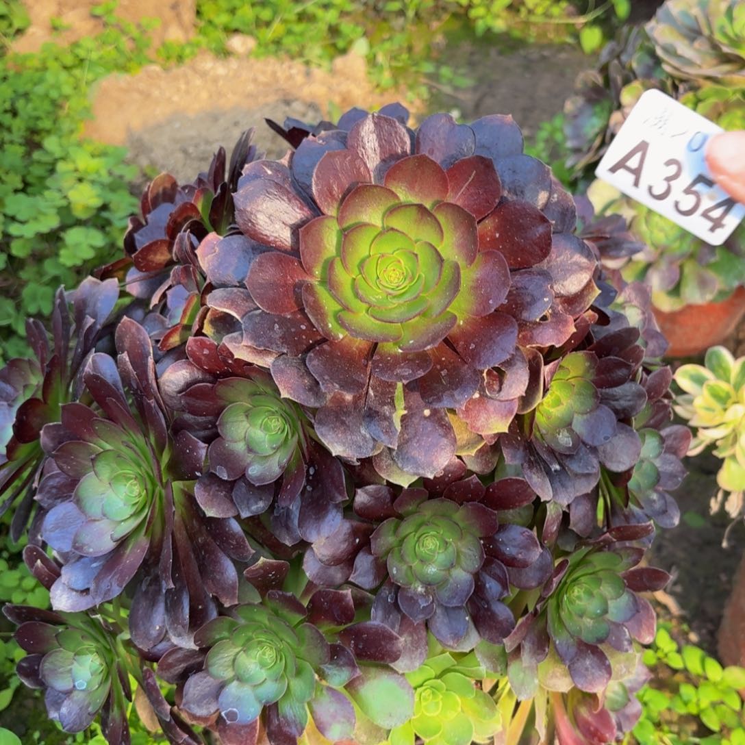 354多肉植物捧花的时候