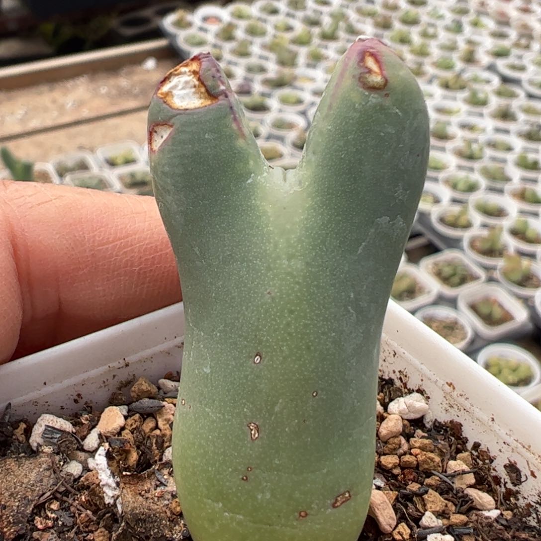 皮卡丘多肉植物百科