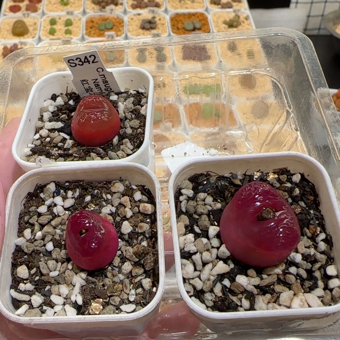 V****n肉锥多肉植物百科26-881