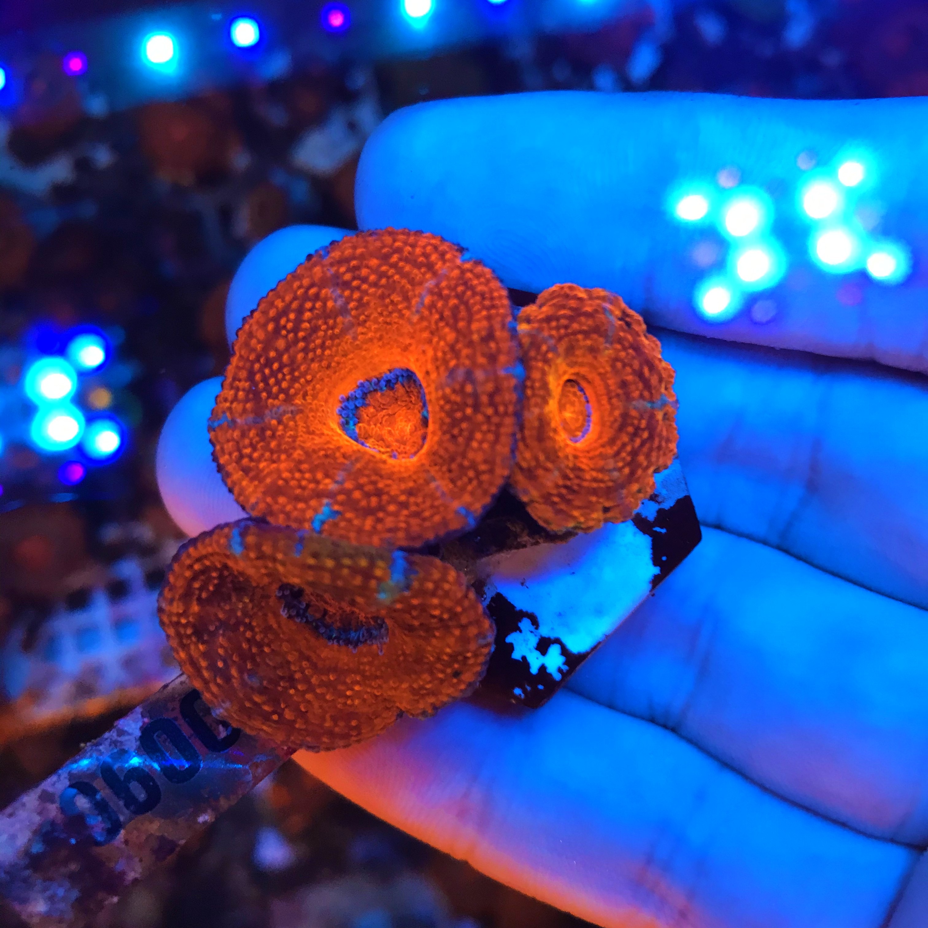 澳洲糖果脑珊瑚一盘3头