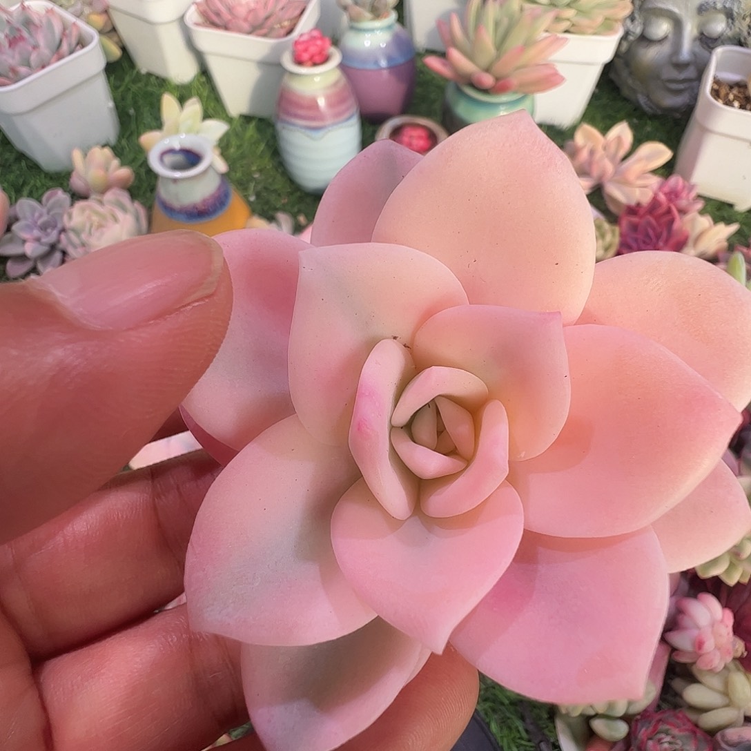 一***坏多肉植物多肉植物