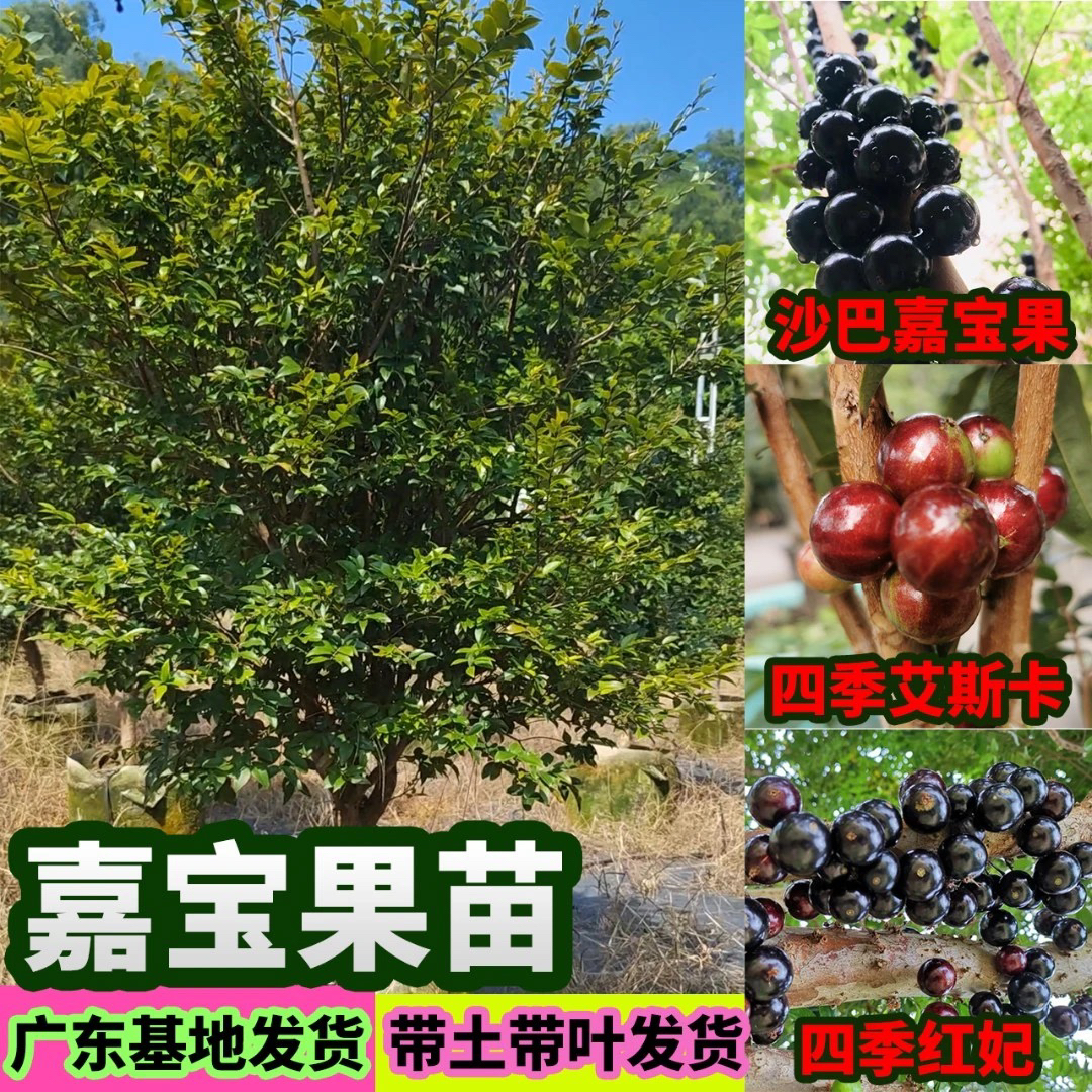 平攸苗正宗台湾嘉宝果树葡萄沙巴红妃艾斯卡盆栽地栽嘉宝果树苗