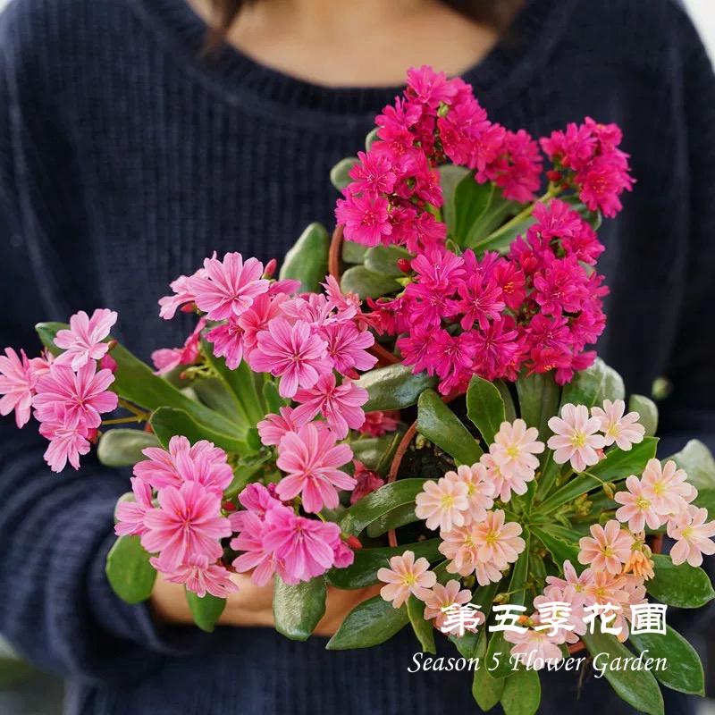 第五季花圃 露薇花 白色 黄色 多年生常绿 春冬季节开花植物盆栽