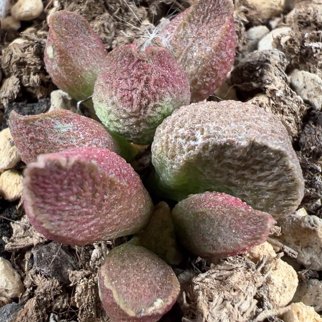 巨猪宝大苗多肉植物水泡多肉植物
