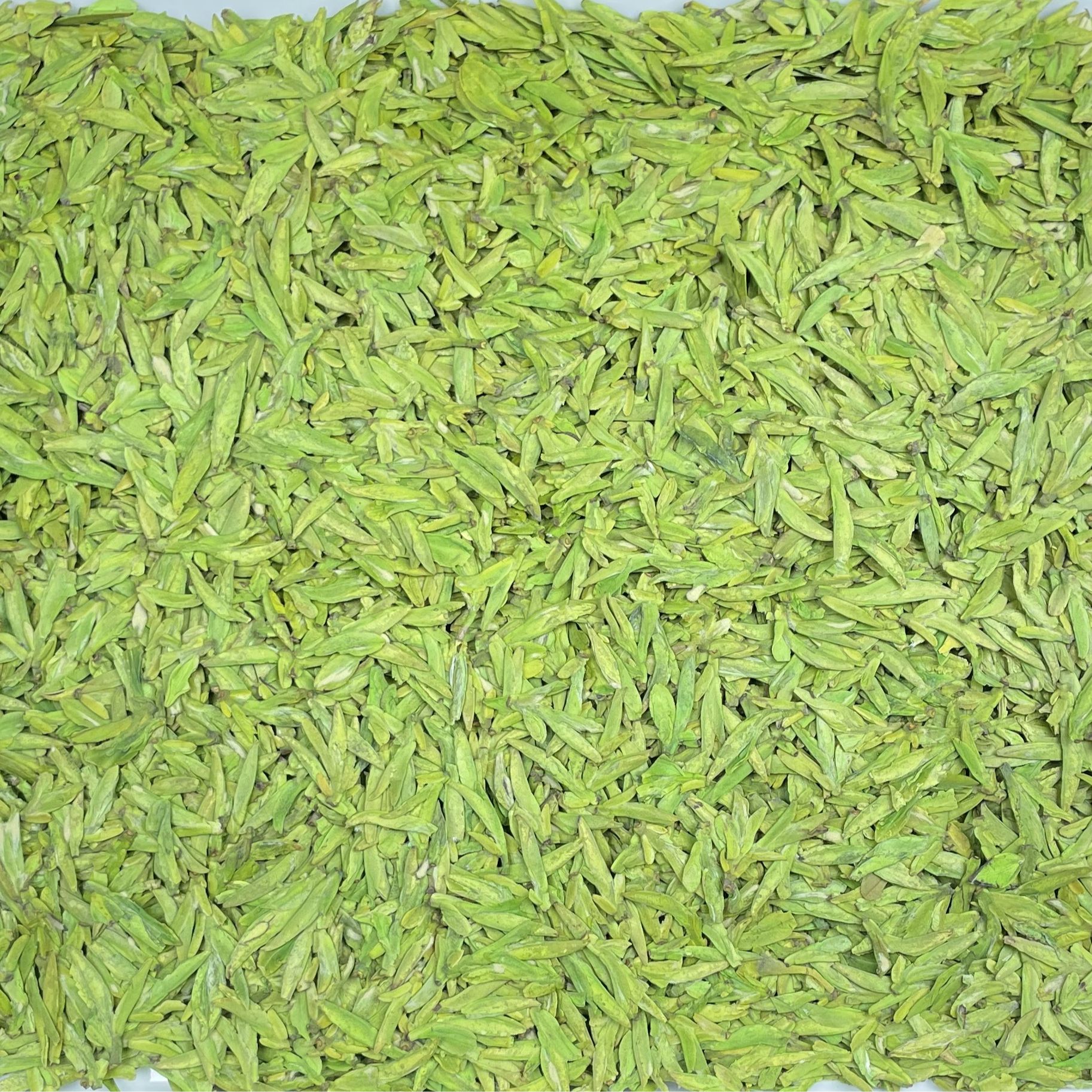 2025年新茶浙江龙井500