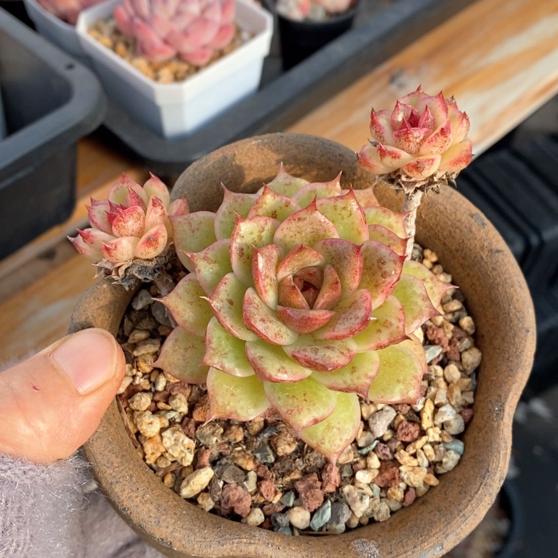 精品肉一物一拍112