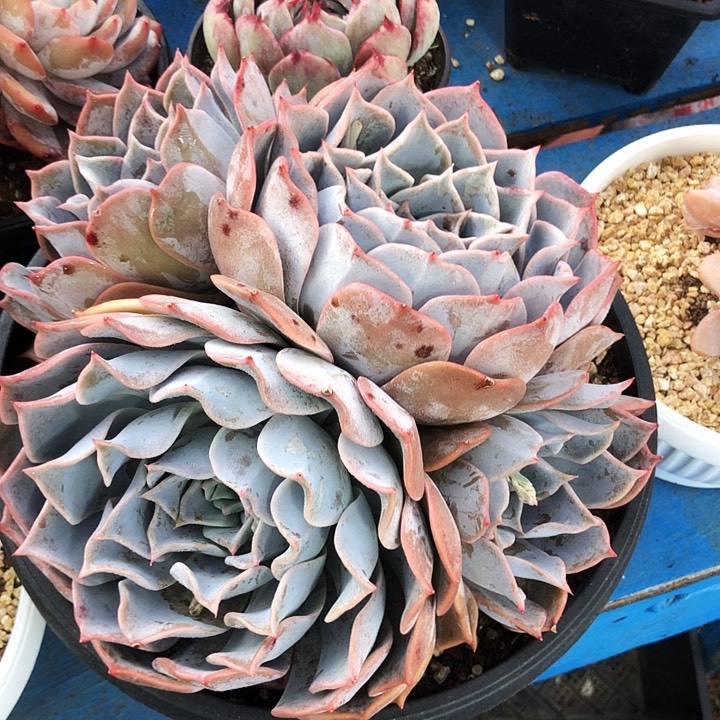 露西娜大群多肉植物