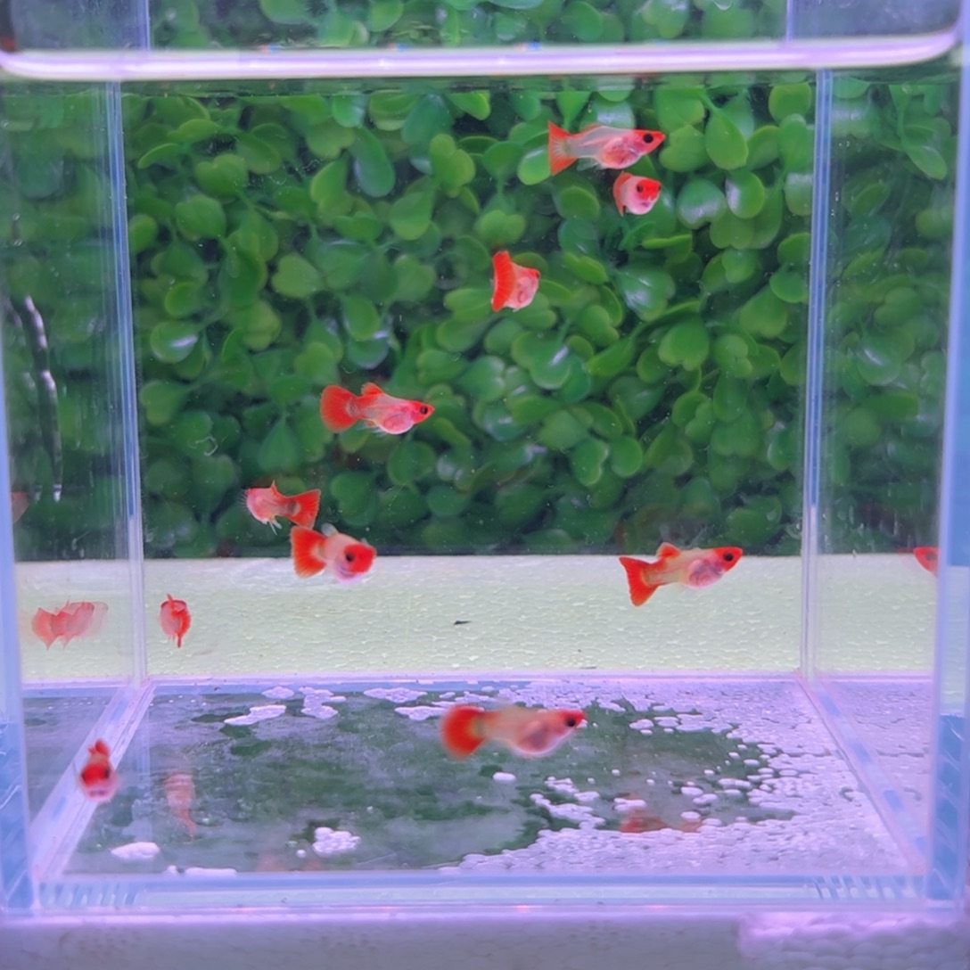 劲***子孔雀鱼红头玻璃猫球苗10条