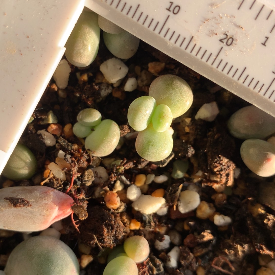 油煎 不满28发到付，发一片叶，~