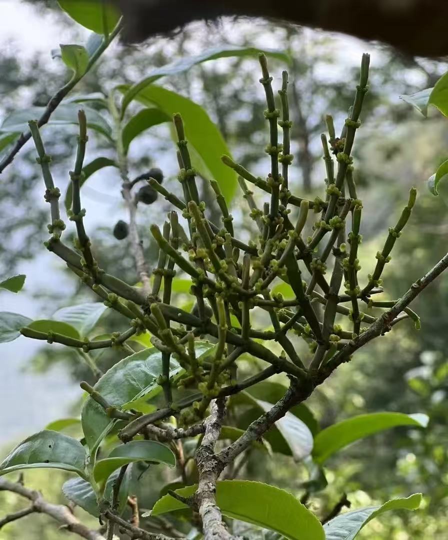 W-高山螃蟹脚 饼茶